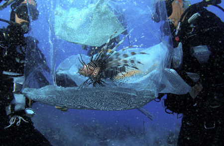 Indo-Pacific red lionfish