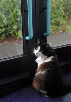 Bus-riding cat Casper killed in hit & run