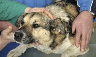 Dog rescued from icy Baltic Sea gets new master