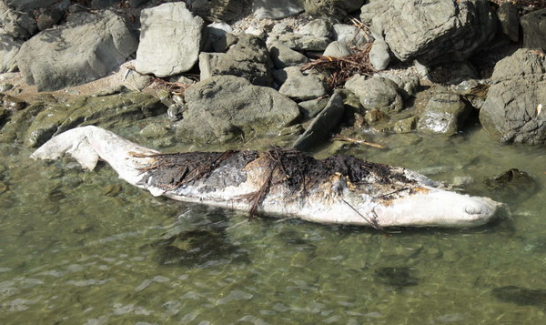 Dead sperm whale fished out in Philippine bay