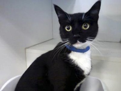 NY police find live cat 'marinating' in car trunk