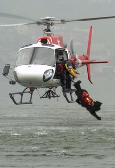 Canine lifeguards doggie paddle to the rescue