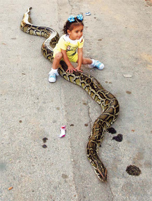 Pythons are part of the family