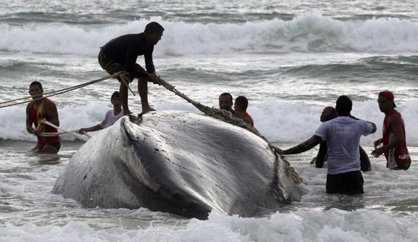 Humpback whale stranded on beach in Brazil