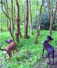 Dinder National Park