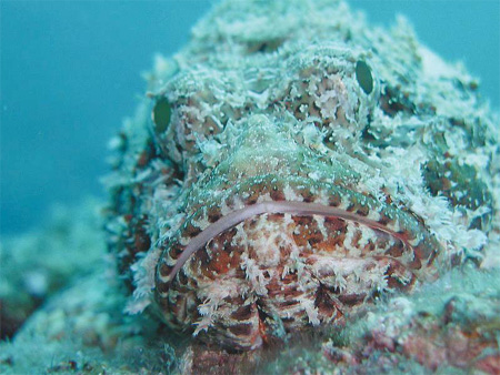 Ugly, cheaper fish to rescue threatened species