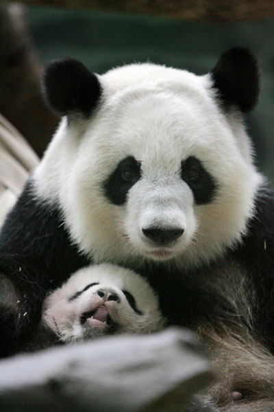 The 15-year-old giant panda Lun Lun holds her 4-month-old cub, Xi Lan, the newest panda cub at Zoo Atlanta in this Jan 3, 2009 file photo. Giant panda Lun Lun gives birth to twin cubs