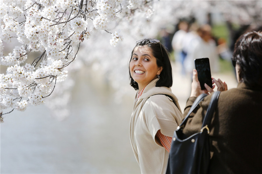 People enjoy cherry blossoms in Washington
