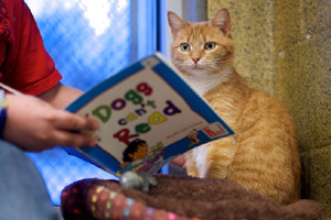 Pop-up cat cafe opens in New York