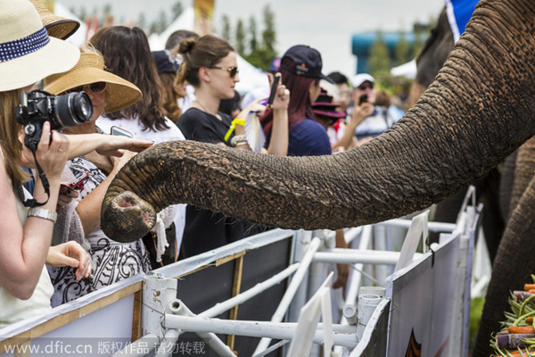 Annual elephant polo tournament kicks off in Thailand