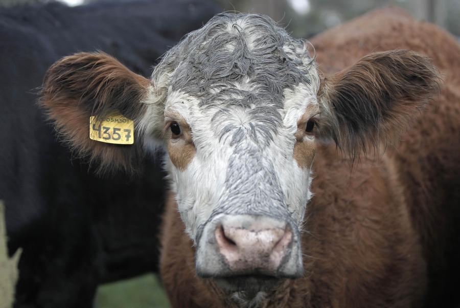 Costa Rica's Turrialba volcano erupts