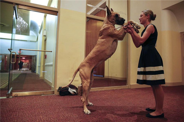Westminster Kennel Club Dog Show to kick off in NY