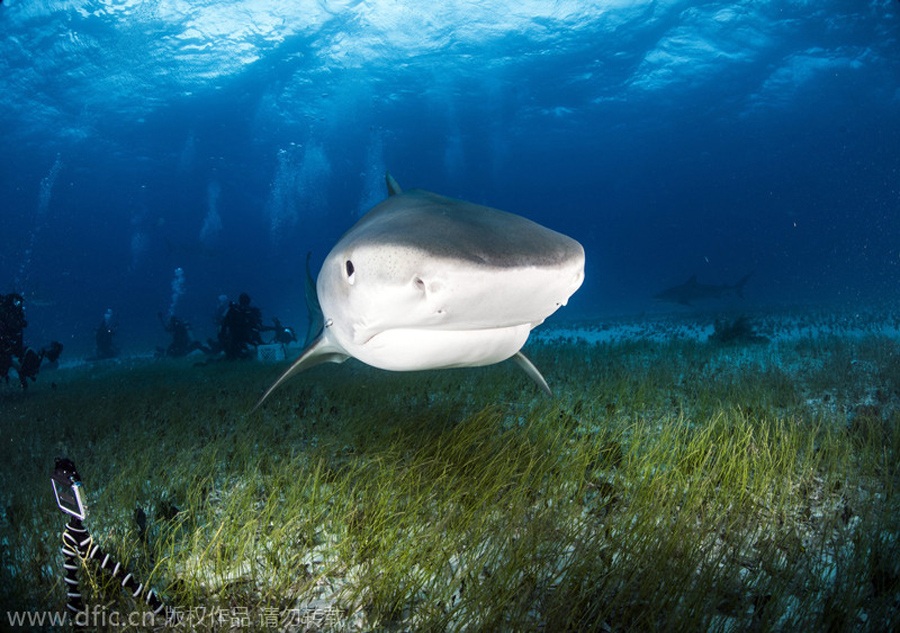 It reveals a lot when a shark grins