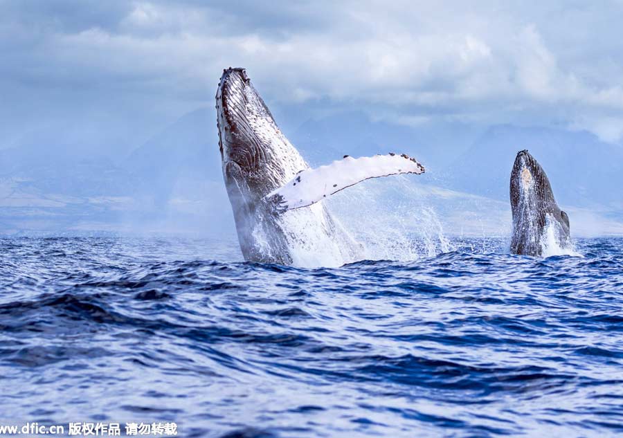 Acrobatic ocean giants