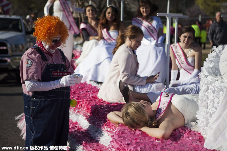 National festival underway with cherry blossoms in peak bloom