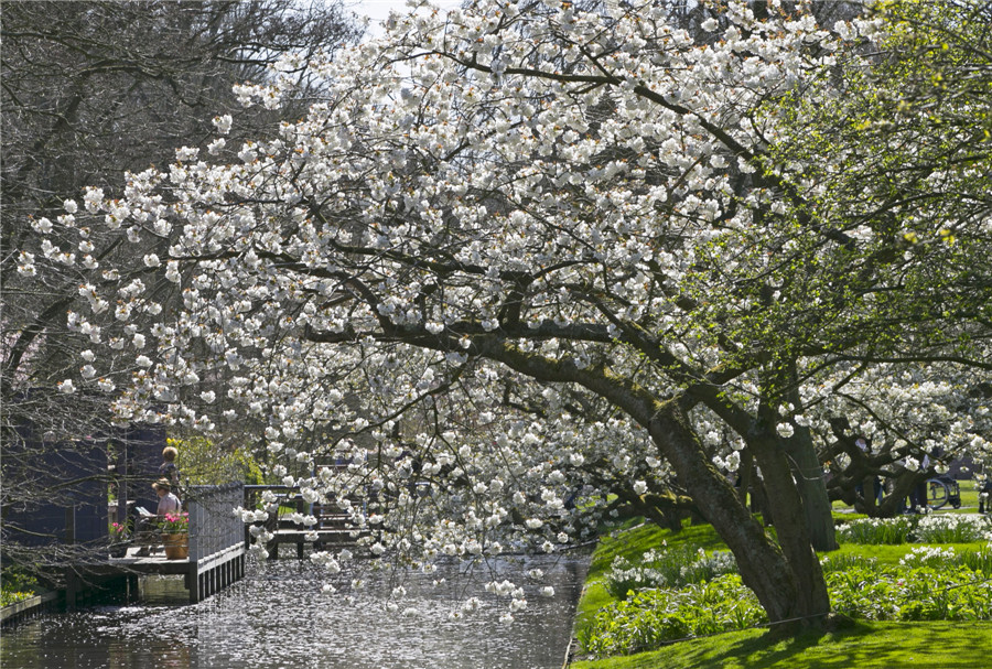 Flower fields bloom, brighten the Netherlands