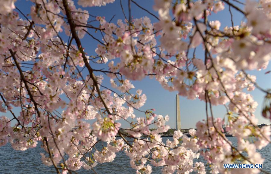 Cherry blossoms in Washington DC