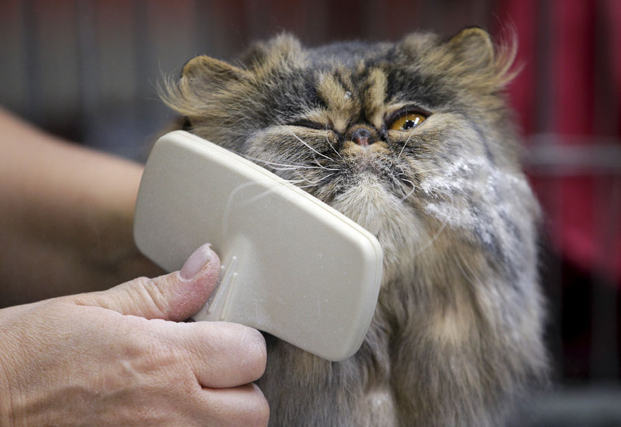 Mediterranean Winner 2016 cat show in Rome