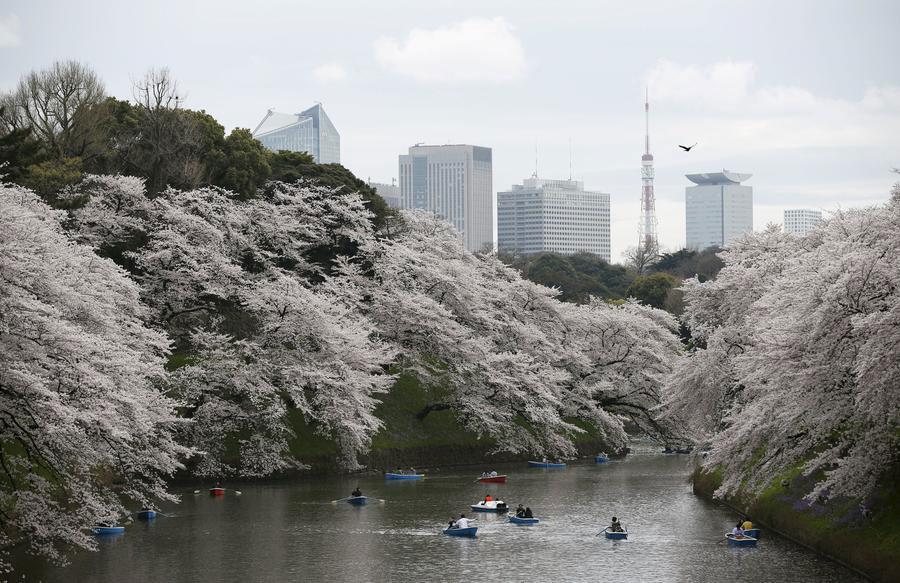 Cherry blossoms in full bloom in Japan