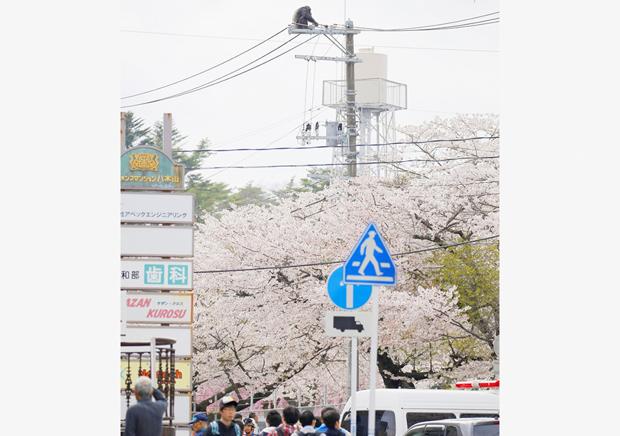 Runaway chimp recaptured in Japan