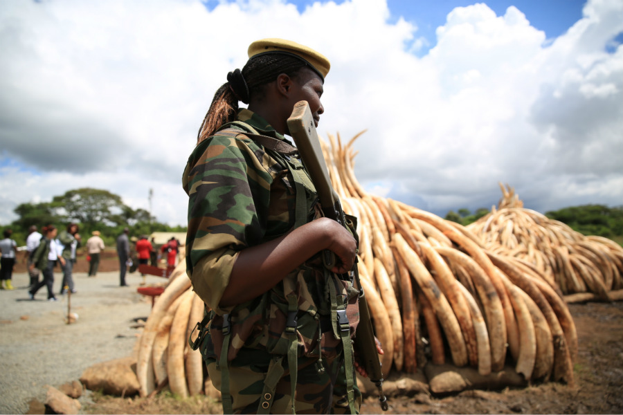 The ivory burn is approaching