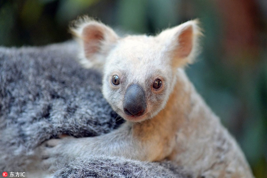 Thousands suggest names as zoo welcomes white koala