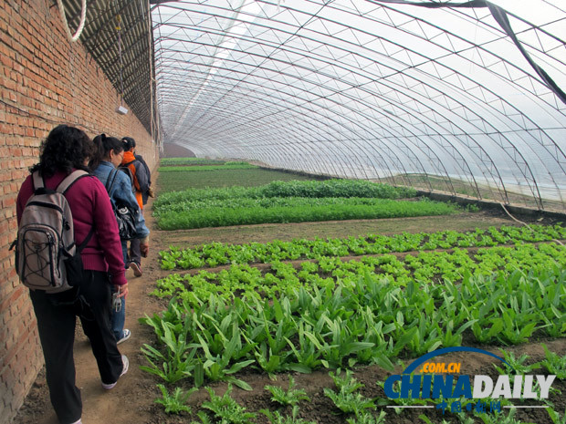 營(yíng)養(yǎng)師深入生機(jī)莊園基地 揭秘有機(jī)蔬菜種植和營(yíng)養(yǎng)