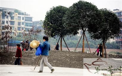 成都市首個(gè)茶文化主題公園將于年底開放