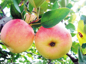 英國(guó)最新研究:蘋(píng)果損害牙齒遠(yuǎn)甚于碳酸飲料