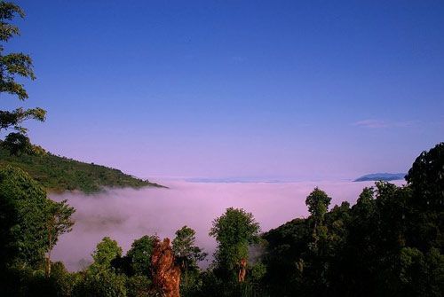 版納云茶源 南諾古茶樹