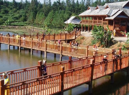 版納云茶源 南諾古茶樹