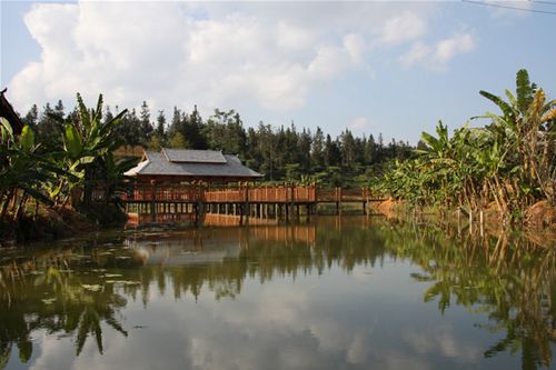 版納云茶源 南諾古茶樹