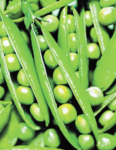 這11種美食吃錯堪比毒藥