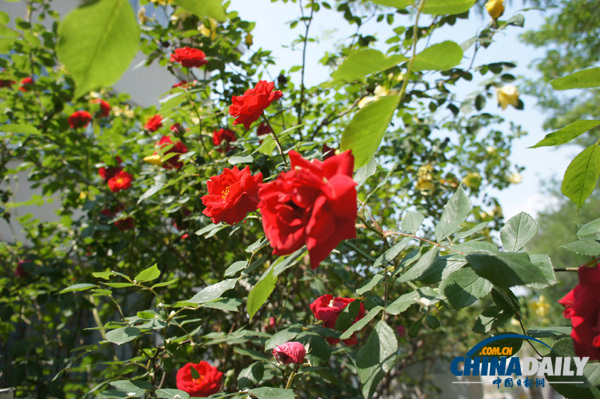 浪漫青島（多圖）