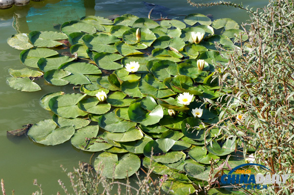 感受陶然亭公園的幽靜和淡雅