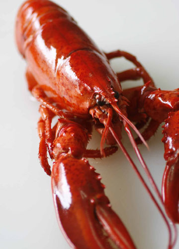 寒冬補(bǔ)身 進(jìn)食海鮮正當(dāng)時