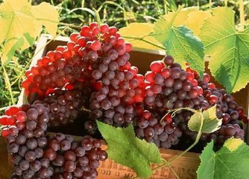 4種冬季不能吃的反季節水果