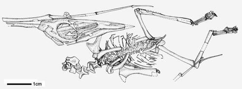 科學家發現世界上最小的樹棲翼龍