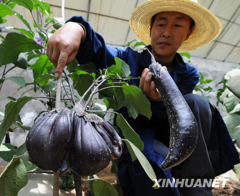 “神七”搭載種子育出有益變異[組圖]