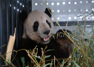 熊貓回國