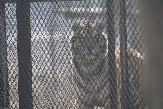 圖片：鐵絲網背后的老虎