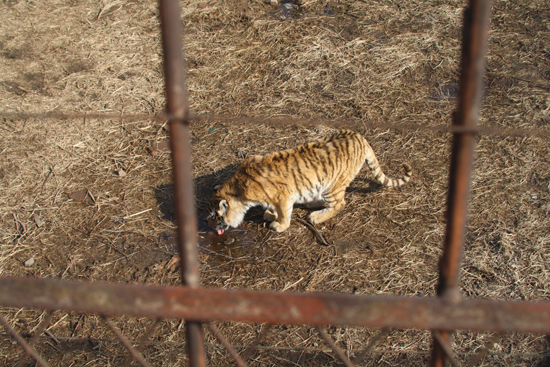 圖片：鐵絲網背后的老虎