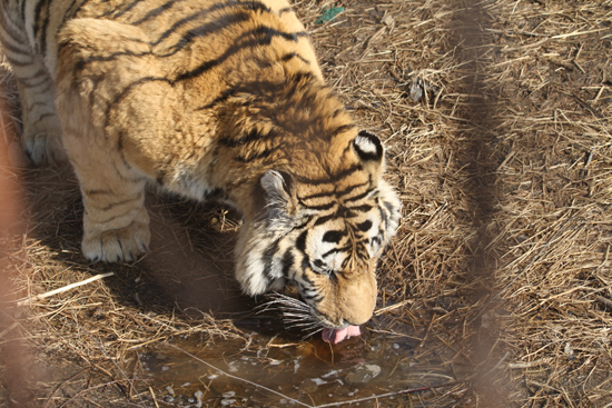 圖片：鐵絲網背后的老虎