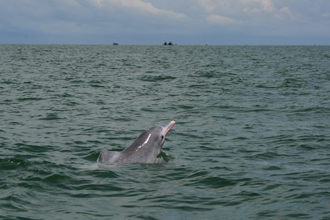 城市要發(fā)展,海豚要生存<A href=