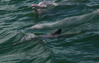 城市要發(fā)展,海豚要生存<A href=