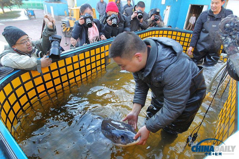 首次人工繁育中華鱘進(jìn)京“坐月子”