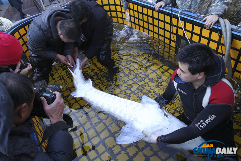 首次人工繁育中華鱘進京“坐月子”