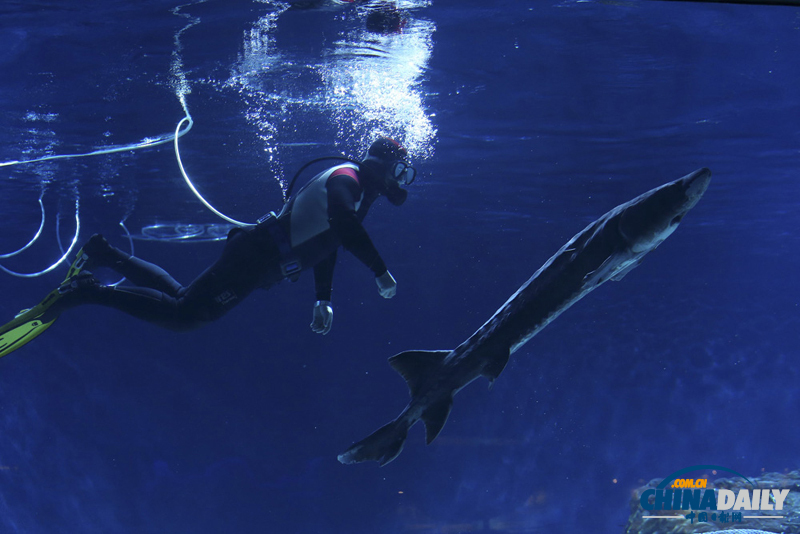首次人工繁育中華鱘進京“坐月子”