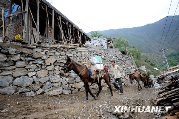 汶川地震一周年：騾馬馱出的新家園[組圖]