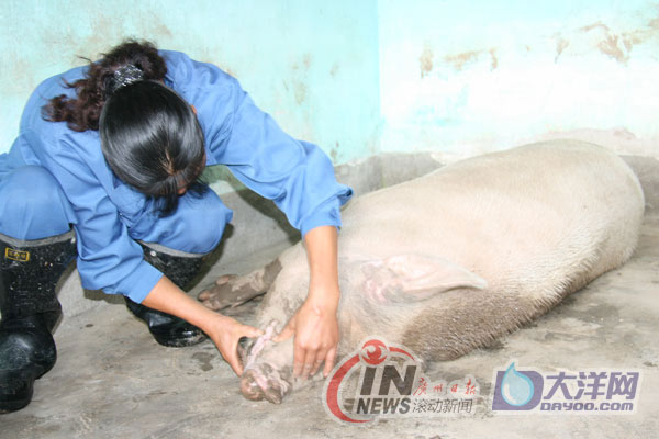 [重訪四川]成都探訪豬堅強